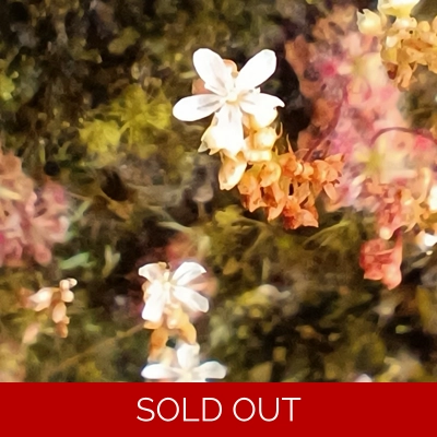 Drosera micrantha Red, 10+ gemmae